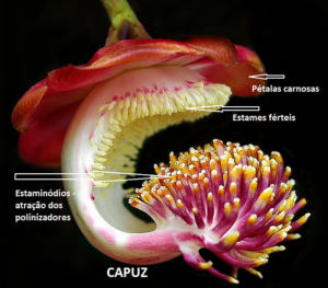perfil de uma flor de abricó de macaco mostrando os estames