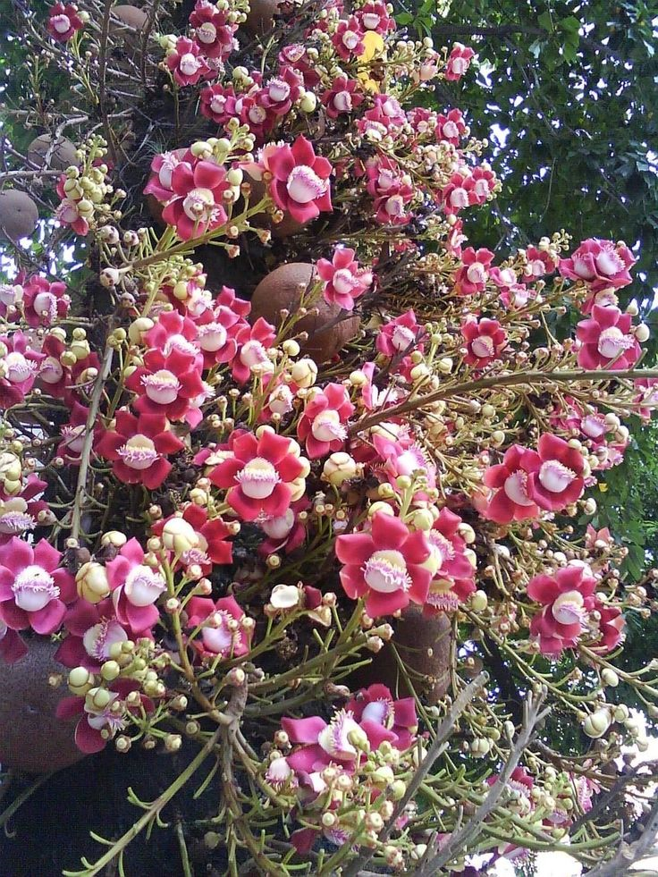 árvore de flores de abricó-de-macaco que são produzidos no caule