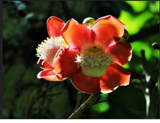 abrico-de-macaco abrico-de-macaco