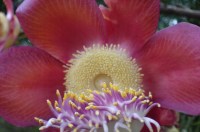 flor abricó de macaco, pétalas rosas, estames amarelos e estaminódios lilases