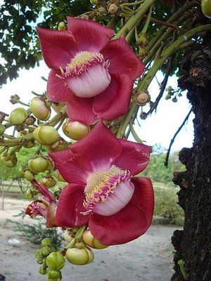 galho de abricó de macaco com duas flores rosas de miolo branco