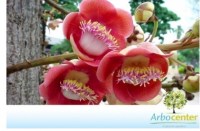 tres flores de abricó de macaco