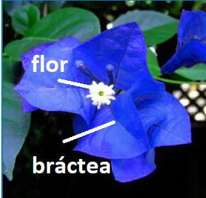 indicação do que é bráctea e flor na primavera