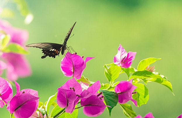 borboleta em primavera rosa