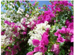 caramanchão de primaveras rosa e branca