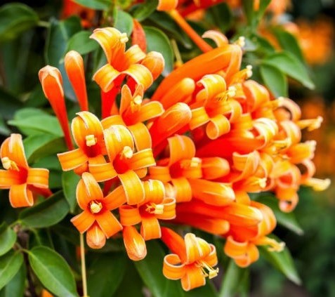 inflorescência de flor-de-são-joão