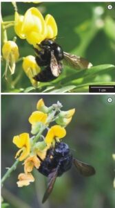 flor amarela sendo polinizada pela mamangava Xylocopa brasilianorum