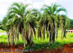BUTIA ERIOSPATHA imagem de várias árvores da palmeira butia.