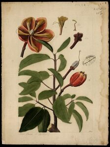 Coleção brasiliana iconográfica do bacuri