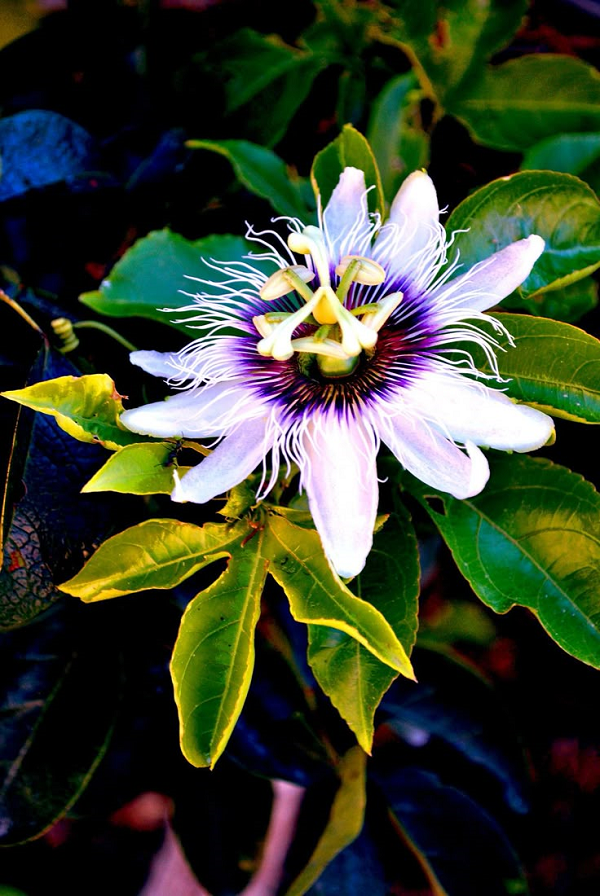 flor branca com miolo arroxeado e folhas verdes ao fundo. flor de maracujá