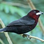 Passaro Ramphocephalus carbo