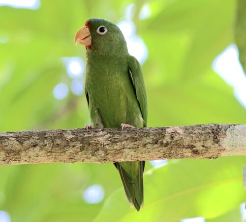 Periquito da asa dourada