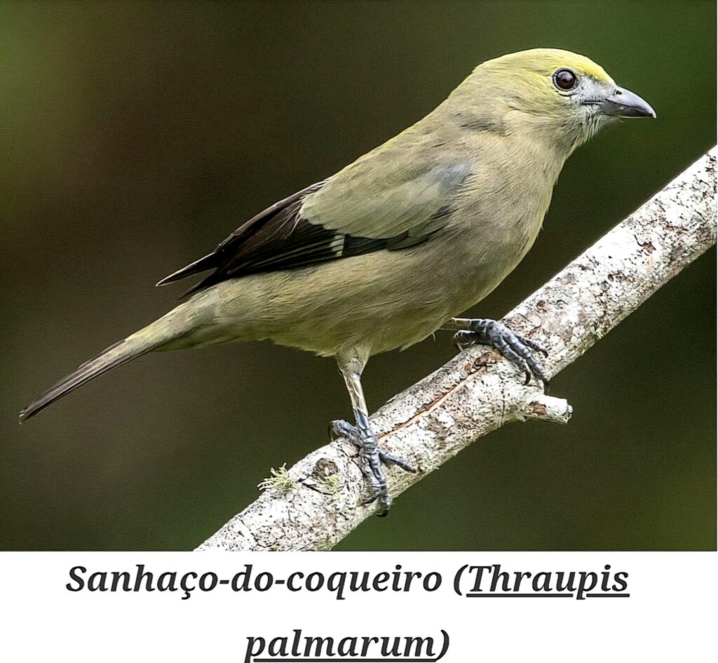 Sanhaço do coqueiro