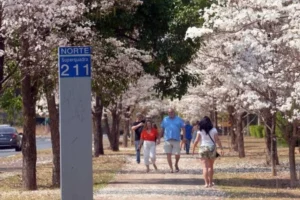 alameda de arvores de ipê branco