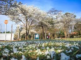 várias árvores de ipê branco em ambiente urbano