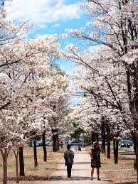 pequeno passeio público de terra, com gramado em volta, tendo árvores de ipê-branco por ambos os lados e por toda a extensão. Uma mulher e um homem caminham no passeio.