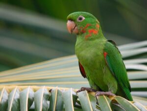 Aratinga, periquito