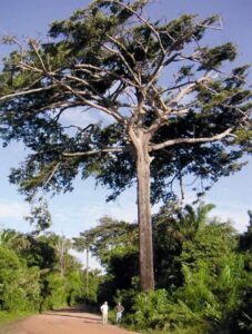 árvore do bacuri bem alta com dois homens em baixo