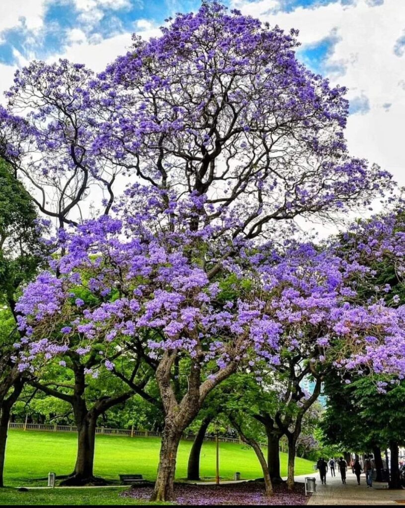 Árvore de Jacaranda mimosaefolia em floração com flores roxas