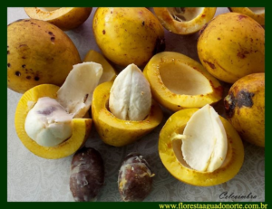 frutos abertos de bacuri mostrando a polpa branca