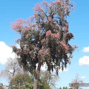 Arvore do bacuri toda florida. Autor. A. Fernandes. Site Flora do Brasil