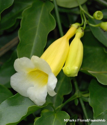 flor aberta amarela do cipó-preto