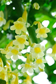 flores abertas tubulares amarelas de cipó-preto