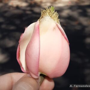 flor rosa do bacuri, mostrando tufos de estamos saindo da corola ainda fechada