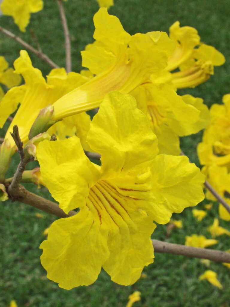Flor tubular de Ipê Amarelo mostrando riscos vermelhos no interior da corola.