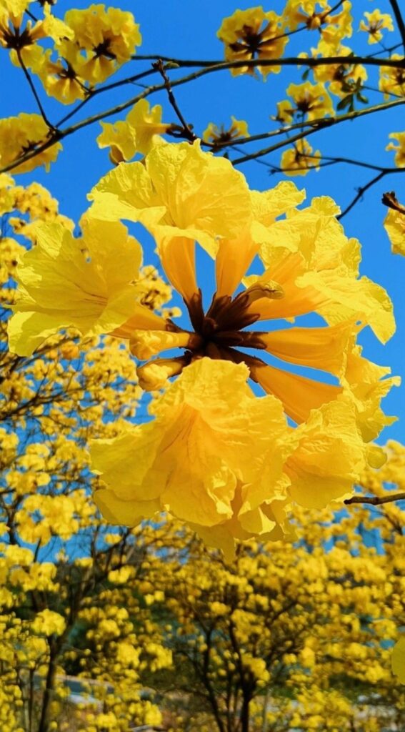 inflorescencia de ipe amarelo