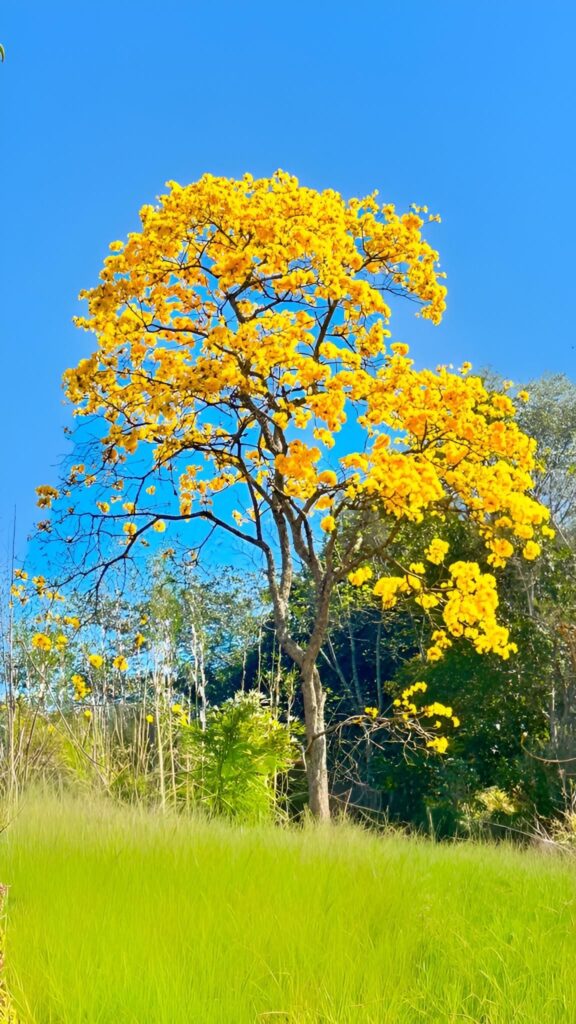 árvore de ipê amarelo