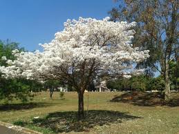 ipê branco arvore com flores brancas