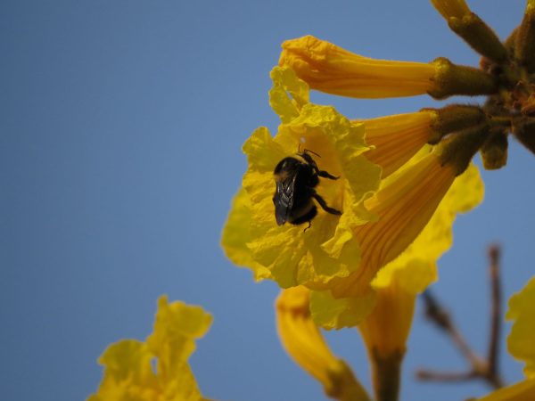 Flor de ipê amarelo com a visita de uma abelha grande, mamangava, Bombus morio