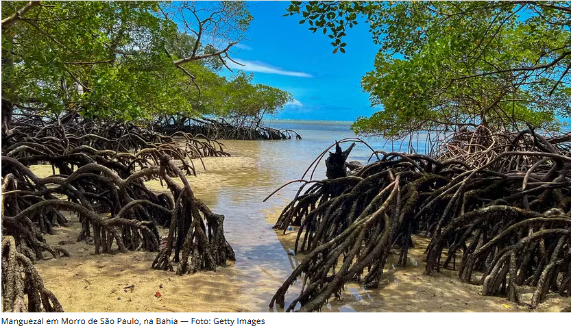 imagem de um manguezal