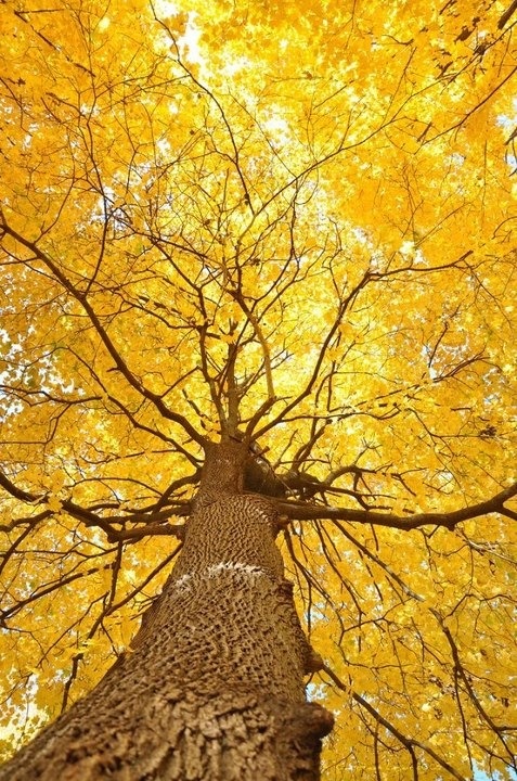 arvore de ipe amarelo em perspectiva