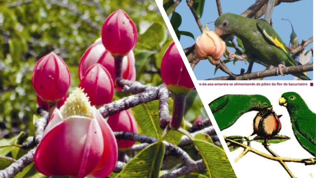 flores do bacuri. Grandes, pétalas carnosas, resistentes.