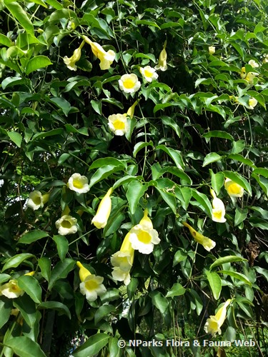 cipó preto com várias flores amarelas abertas