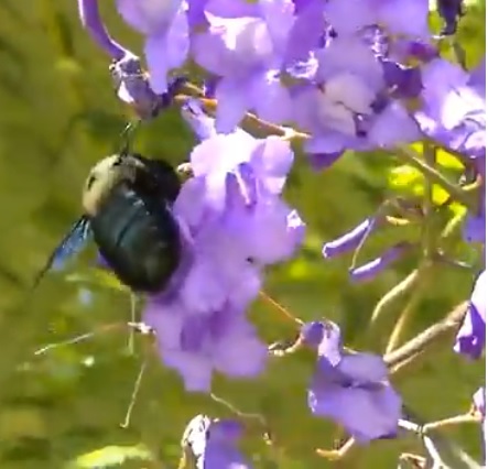 flores de jacaranda mimoso e abelha grande, mamangava polinizando