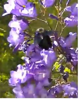 Flor de Jacaranda mimosaefolia recebendo visita de Xylocopa sp