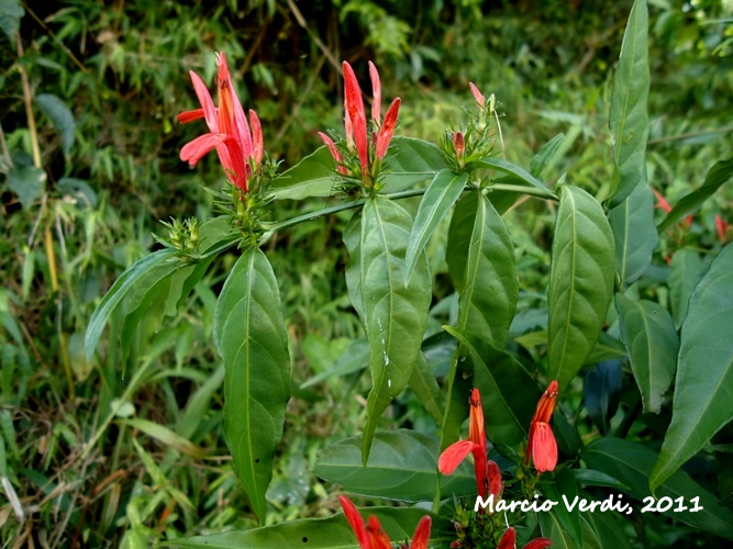 planta Justicia de flores afuniladas, vermelhas