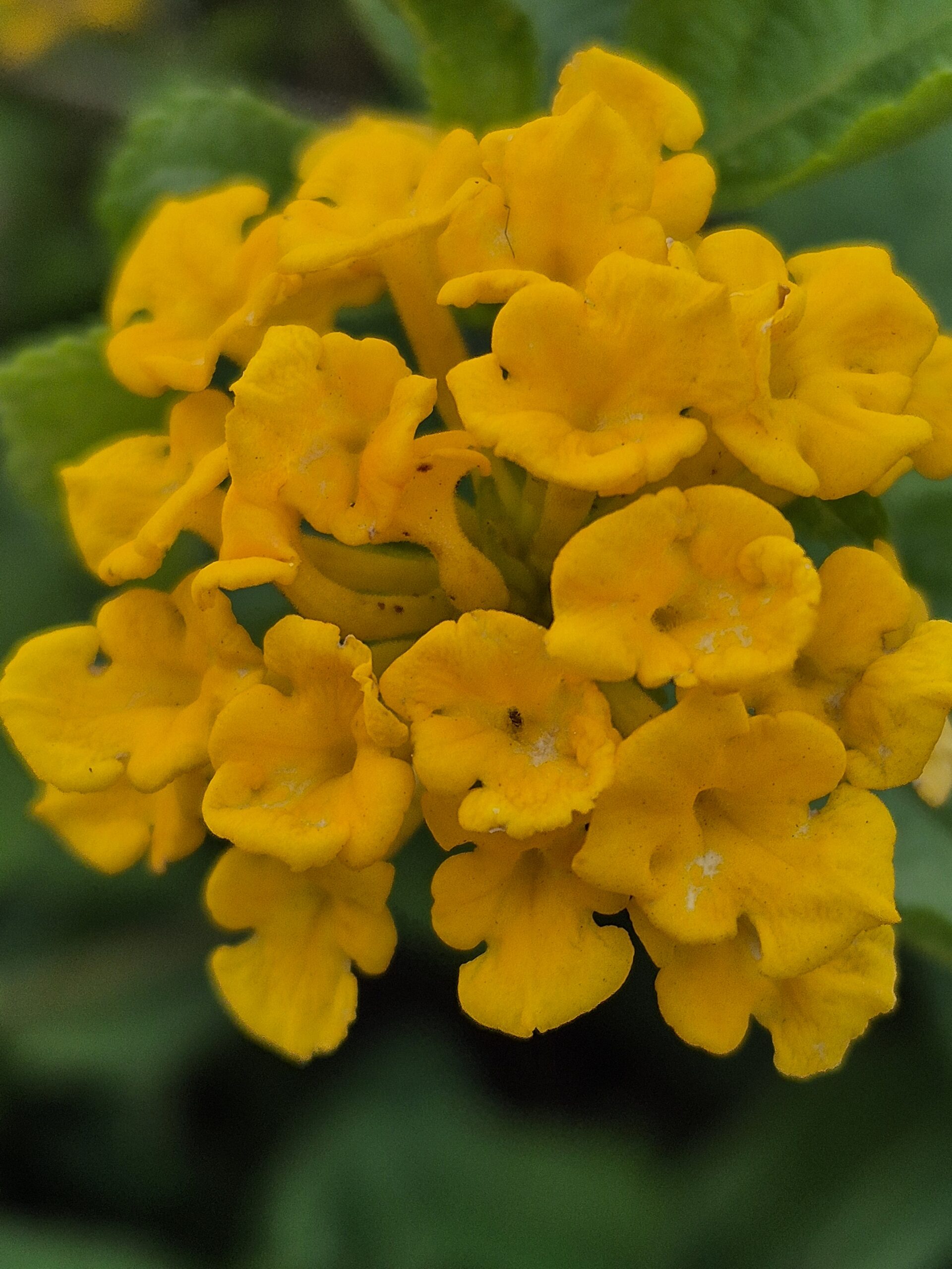 LANTANA AMARELA LANTANA AMARELA