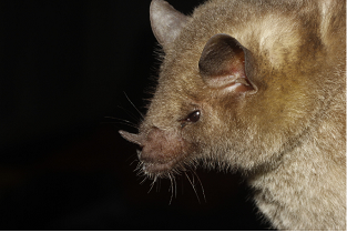 morcego de nariz longo Leptonycteris nivalis