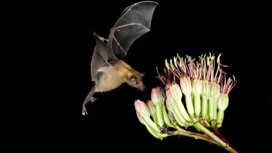 morcego em visita a inflorescencia de pita, Agave americana