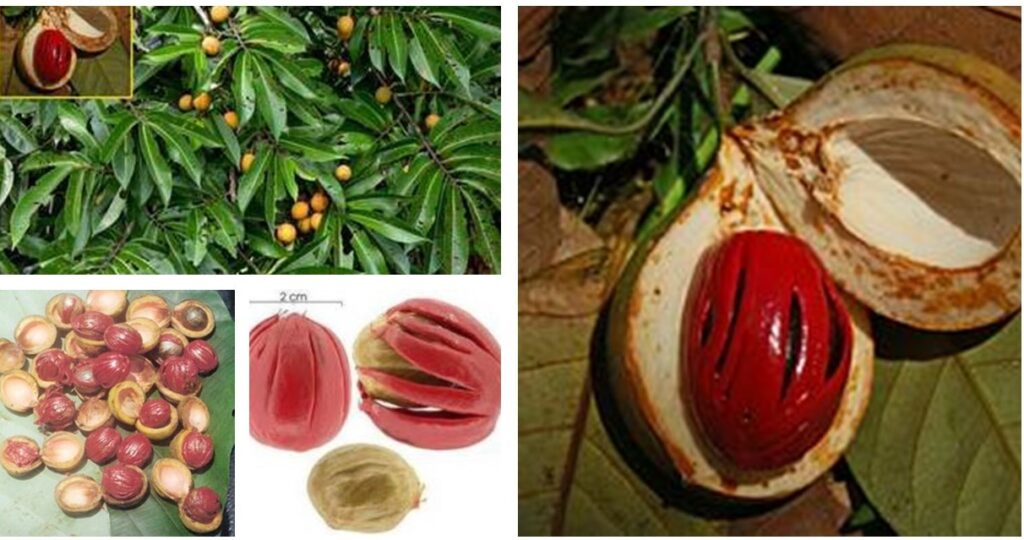 sementes e fruto da ucuuba