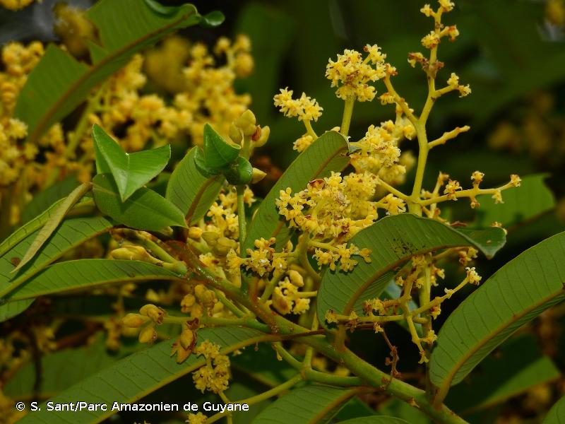 inflorescencia de ucuúba