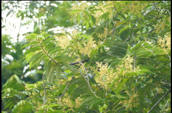 INFLORESCENCIA DA UCUÚBA