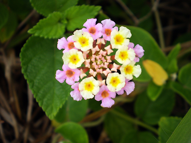 flores de lantana rosas e amarelas