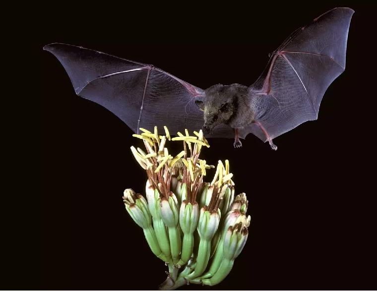 morcego em visita a flores de Agave sp