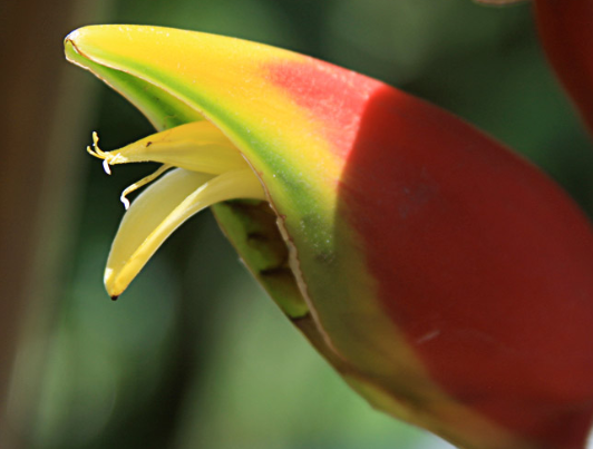 flor branca afunilada bilabiada saindo da bractea alaranjada da heliconia