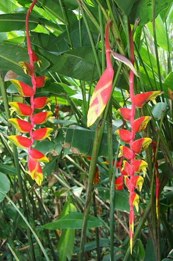 inflorescência de heliconia com bracteas vermelho alaranjadas como labaredas